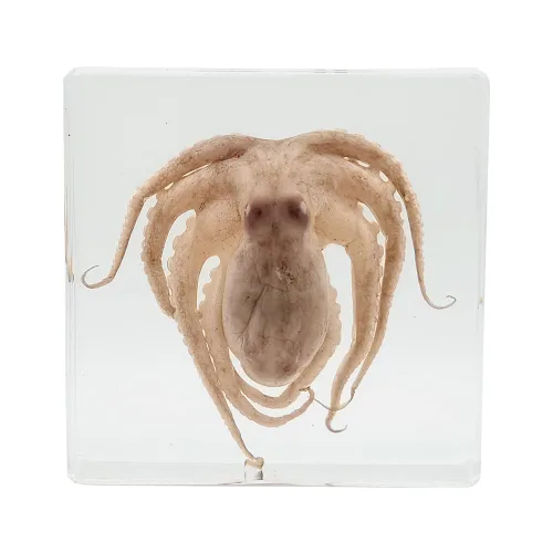 Muestras de pulpo reales en manualidades de pisapapeles de resina, colección de taxidermia de animales para educación científica y adorno de