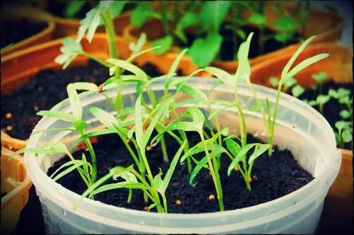 Miniatura 2 de 2500 semillas de Kang Kong también conocidas como semillas de Rau Muong o Ong Choy Semillas CAI de Kong Xin para plantar Semillas de Kangkong