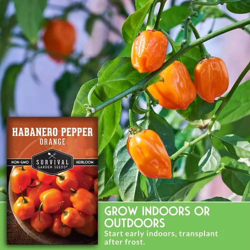 Miniatura 4 de Survival Garden Seeds - Semillas de pimiento habanero naranja, chile afrutado extremadamente picante para plantar, variedad tradicional sin OMG