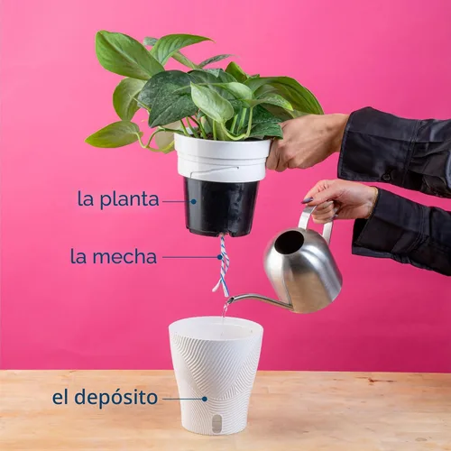 Miniatura 7 de Costa Farms - Aglaonema, planta de interior viva, auto-riego, maceta decorativa, 1 pie de alto, colección Trending Tropicals Maceta de decoración