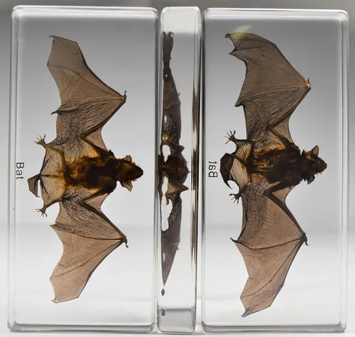 Miniatura 3 de 5.5" Murciélago real con alas abiertas en resina de lucite transparente, especímenes de artesanía, pisapapeles preservado, colección de taxidermia