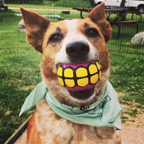 Miniatura 4 de Pelotas para perros, juguetes Squeaky Fetch, regalos divertidos de goma para perros grandes y medianos (paquete variado)