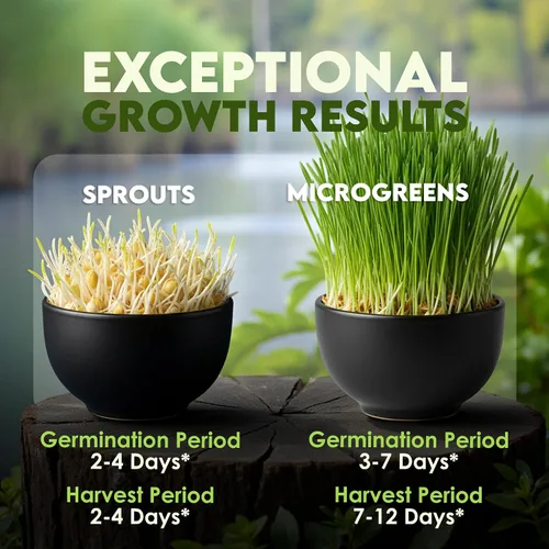 Miniatura 5 de Nature Jims Sprouts Semillas de pasto de trigo – Semillas orgánicas sin GMO para plantar, kit de plantador de hierba gatera y germinación – Bolsa