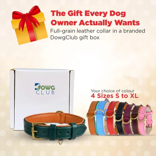 Miniatura 7 de Collar de perro de cuero para perros medianos, marrón, 1 pulgada de ancho, cuero genuino de grano completo, resistente con acolchado interior suave