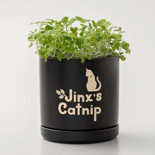 Miniatura 5 de Cricut Joy Xtra Smart - Muestreador de vinilo extraíble (9.5 x 12 pulgadas), vinilo temporal para manualidades y decoración, sin residuos, vinilo