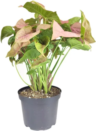 Miniatura 8 de Árbol de dinero trenzado de tocón de Pachira (4 pulgadas), plantas de interior de la suerte, plantas de interior decorativas únicas de 4/6 pulgadas