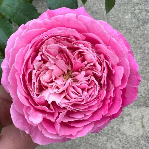 Miniatura 3 de Rosas de té híbridas de reliquia, planta de raíz propia viva para jardín al aire libre, Sister Emmanuelle™, excepcionalmente fragantes, zonas