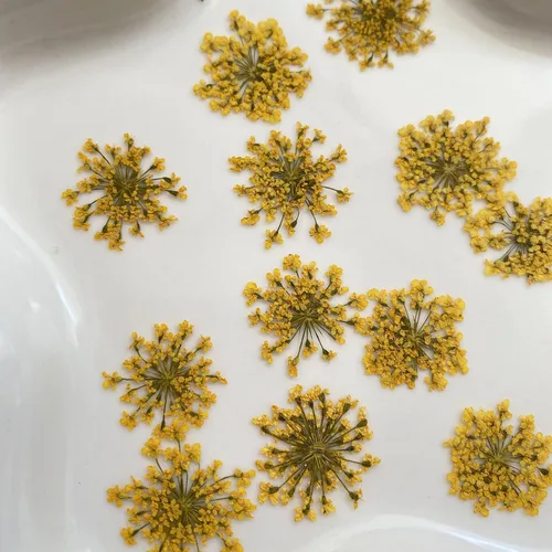 Miniatura 4 de Ammi majus - Paquete de 100 flores secas prensadas naturales para hacer joyas de resina, fabricación de jabón y velas, álbumes de recortes DIY