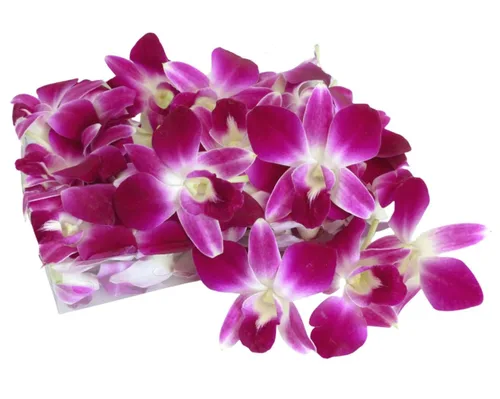 Miami Fresh Orchid Flower OrchidClub USA Sunne Tropical Cabeza de floración suelta DIY Lei comida bebida decoración púrpura (Queen Purple Sonia 50)