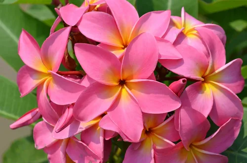 Miniatura 6 de Hawaiian Rare Plumeria Frangipani - Planta esquejes de planta roja, blanca, amarilla, rosa, 10 pulgadas, Discount Hawaiian Gifts LQ4 (rosa)