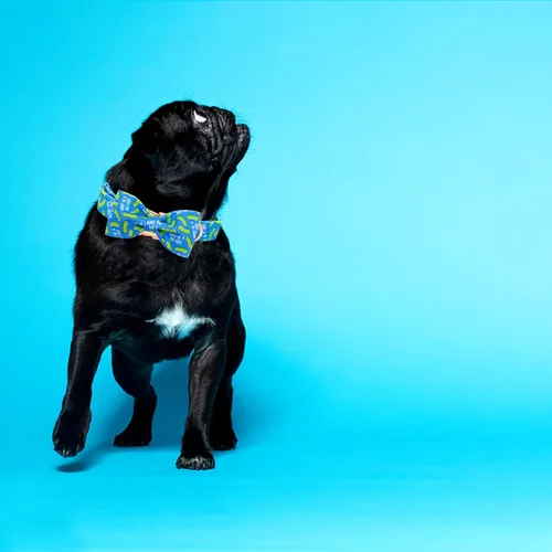 Miniatura 6 de Collar para perro Elegant Little Tail con moño, estampado de pepinillos, collar de moño lindo para perros pequeños eneldo