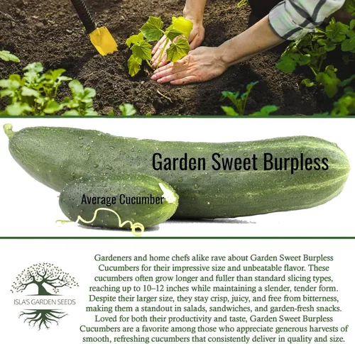 Miniatura 6 de Garden Sweet - Semillas de pepino sin eructos para plantar (Cucumis sativus) – Más de 50 semillas sin OMG y reliquias de Isla's Garden Seeds