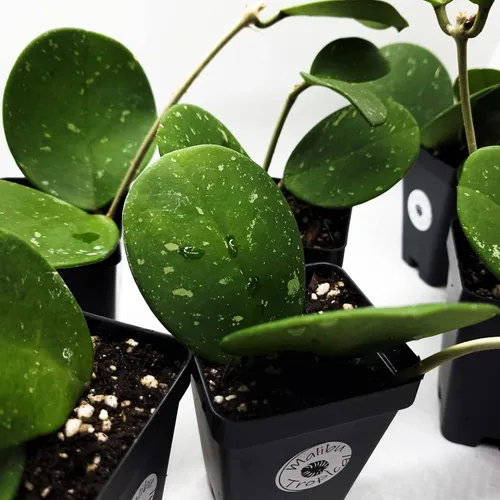 Miniatura 6 de Hoya Obovata Splash en maceta de 4" - Hojas redondas gruesas - Planta de interior Easycare