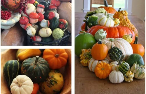 Miniatura 4 de Semillas ornamentales de mezcla de calabaza gigante, vegetales tradicionales para plantar 10 semillas decorativas únicas sin OMG