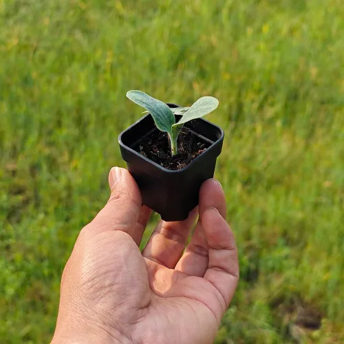 Miniatura 3 de Paquete de 200 macetas cuadradas de plástico negro de 1.95 pulgadas para vivero y plántulas, mini maceta de trasplante con orificio de drenaje