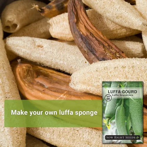 Miniatura 3 de Sow Right Seeds - Semilla de calabaza Luffa para plantar - Paquete de reliquia sin OMG con instrucciones para plantar un huerto casero - Cultiva tu