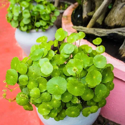 Miniatura 7 de 500 semillas orgánicas prémium de Centella Asiática, Rau Ma, Pennywort, Gotu Kola, semillas de Kodavan - Semillas de hierbas comestibles