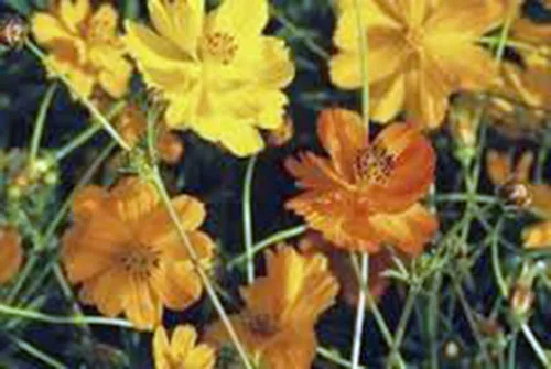 Miniatura 3 de Bright Lights Cosmos - Más de 100 semillas recién cosechadas, hermosa flor brillante