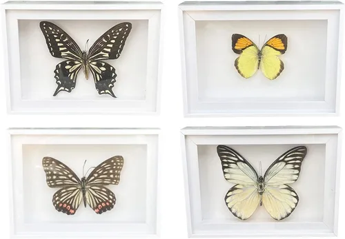 Miniatura 9 de 4 piezas de espécimen de mariposa, muestras de insectos de mariposa enmarcadas, suministros de taxidermia, caja de mariposa, regalo para hombres