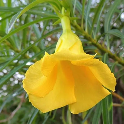 Miniatura 3 de Adelfa amarilla (Thevetia neriifolia) - Paquete de 2 Semillas