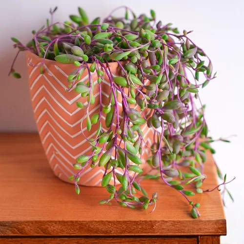 Miniatura 7 de Othonna capensis L.H.Bailey de 4 pulgadas, rara suculenta colgante de color púrpura completamente enraizada en macetas con mezcla de tierra, Collar