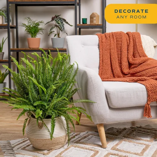 Miniatura 2 de Costa Farms Helecho Kimberly Queen, planta viva de interior, en maceta, de 2 a 3 pies de alto Helecho Reina Kimberly