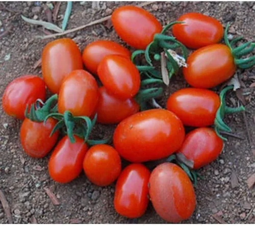 Jelly Bean - Semillas de tomate híbridas (40 semillas) para plantar, granja, cultivo en jardín, invernadero, verduras, frutas