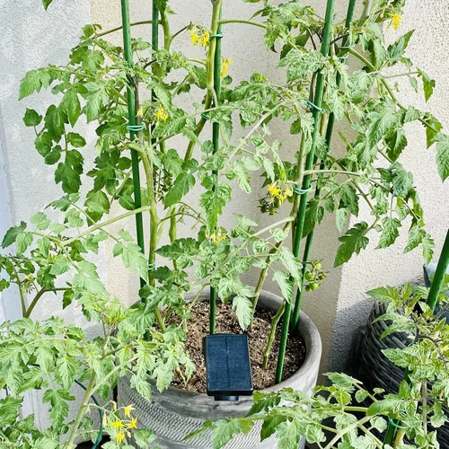 Miniatura 2 de Estacas de Jardín Garmeinea de 24 Pulgadas de Acero Recubierto de Plástico para Plantas Trepadoras en Crecimiento, Juego de 25