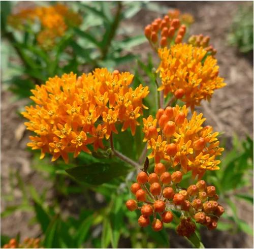 Paquete de 25 Semillas Premium de Orange Milkweed (Asclepias tuberosa) Butterfly Lady's