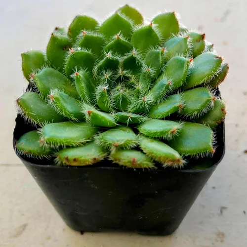 Miniatura 5 de Blissful Echeveria Alpen Glow 4" Pot Live Succulent Pink Purple Rosette Plant Easy 2 Grow, Perfect for Wedding, Party Favor and Succulent