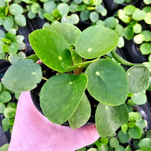 Miniatura 5 de Pilea peperomioides, dinero chino, panqueques o planta para compartir, planta de interior, perenne con interés arquitectónico para feng Shui