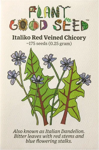 Plant Good Seed Semillas orgánicas de achicoria de vetas rojas Italiko, paquete de 175, semillas tradicionales para plantar hierbas, suministros de