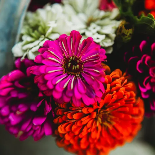 Dahlia - Mezcla de zinnia florecida, 100 semillas, variedad de reliquia y polinización abierta, atrae mariposas y colibríes, semillas de flores sin