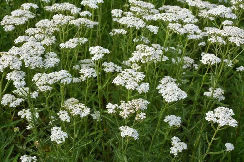 Miniatura 4 de Yarrow White 10,000 Seeds (Achillea millefolium) - Heirloom - Polinizadas abiertas - Semillas de flores nativas para plantar - Atrae polinizadores