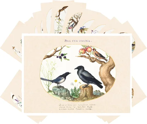 Miniatura 3 de PIXILUV Postales vintage (24 piezas de 4 x 6 pulgadas cada una) Pinturas de pájaros bonitos de loros y cacatúas, postales vintage, tarjetas