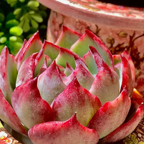 Miniatura 8 de Echeveria Agavoides Cassius - Kit de suculentas abigarradas, con maceta de plástico, 1 cabeza de planta viva de 2.5 pulgadas, suelo comprimido