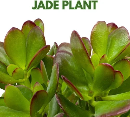 Miniatura 2 de BubbleBlooms Suculenta de jade en una maceta de 4 pulgadas Crassula ovata