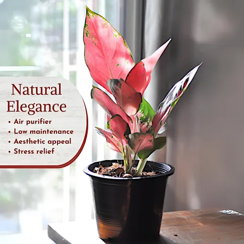 Miniatura 3 de Aglaonema - Colección de plantas vivas (paquete de 4) - Plantas de hoja perenne chinas en macetas de 2 pulgadas Plantas de interior de fácil
