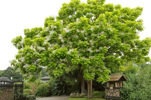 Catalpa - Semillas de árbol para plantar, 100 semillas para cultivar, flores impresionantes, hojas grandes y vainas de semillas similares a frijoles