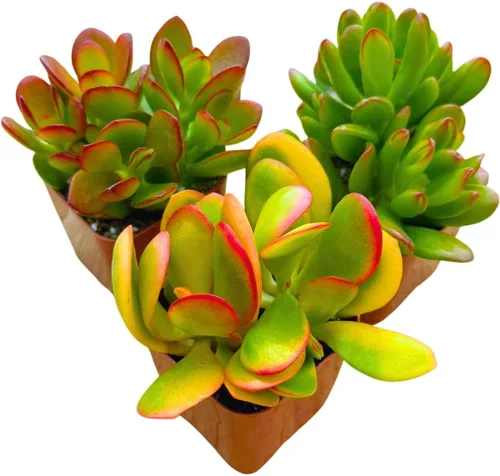 Miniatura 6 de Plantas suculentas vivas Jade Plant 2" Paquete de 3 colección sorpresa, colección inicial de plantas vivas de jade, plantas suculentas vivas