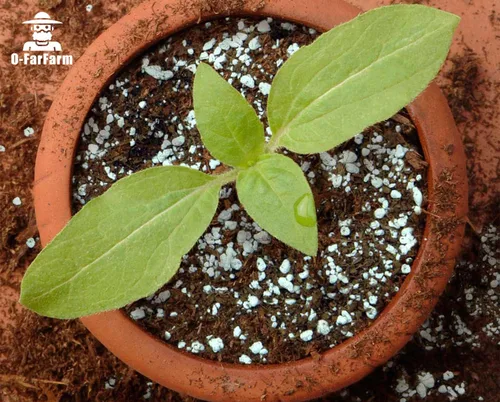 Miniatura 4 de Perlita gruesa a granel, perlita hortícola gruesa de perlita para plantas de interior, mezcla de acondicionador aditivo, mejora el drenaje y la 1 qt