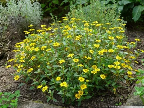 Miniatura 5 de Semillas de zinnia rastreras - Flores naranjas semi-dobles con centros oscuros hermosos (25 - semillas)