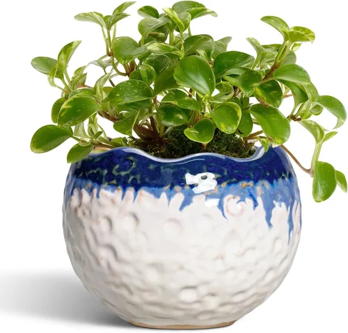 Miniatura 16 de Macetas de Cerámica Thirtypot - Maceta de 4 Pulgadas con Agujero de Drenaje, Macetas Pequeñas para Plantas de Interior y Exterior, Maceta Redonda
