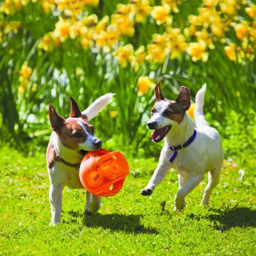 Miniatura 2 de KONG Jumbler Ball - Juguete interactivo para tiempo de juego de perros y cachorros - Juguete de búsqueda con pelota de tenis - Suministros