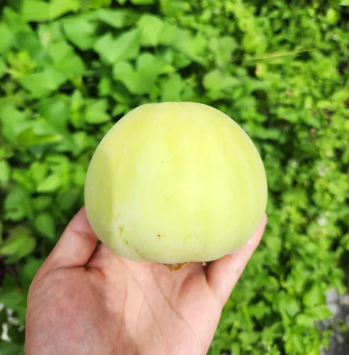 Miniatura 2 de TomorrowSeeds - Semillas de melón asiático dulce de Sakata - Más de 50 unidades - Para plantar Conomon japonés japonés de pared delgada melón blanco