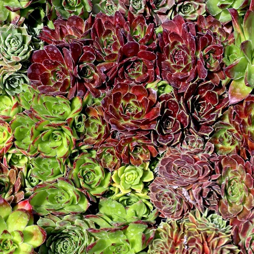 Mountain Crest Gardens Sempervivum Paquete a granel – 50 plantas vivas resistentes al frío, 5 de cada variedad, enraizadas en macetas de 2 pulgadas,