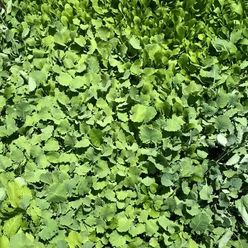 Miniatura 5 de Mezcla de ensalada de primavera 25000 semillas para plantar 'Cut and Come Again', 12 variedades de lechuga, espinaca, rúcula y col rizada.