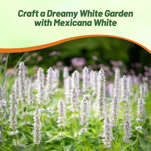 Miniatura 6 de Outsidepride Semillas de hisopo gigante blanco para plantar, 5000 piezas de semillas de jardín de hierbas perennes con flores fragantes atractivas