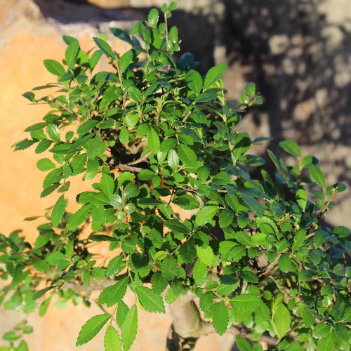 Miniatura 11 de Brussel's Bonsai Árbol bonsái de ciruela dulce china viva, 5 años, 6 a 10 pulgadas, bonsái de interior en maceta de bonsái de cerámica