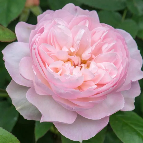 Rosas arbustivas inglesas de reliquia, planta de raíz propia viva para jardín al aire libre, Hermione® suave, muy fragante, zonas de rusticidad: